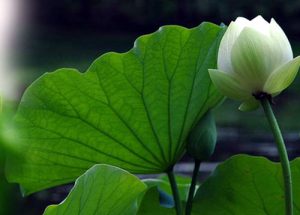 Tự tạo thường nghiệp cho mình như thế nào